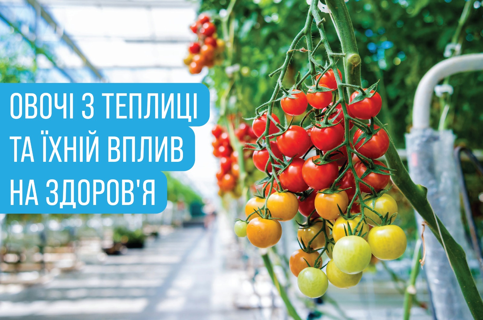 На зображенні дозріваючі плоди томату в теплиці, поруч підпис -Овочі з теплиці та їхній вплив на здоров’я