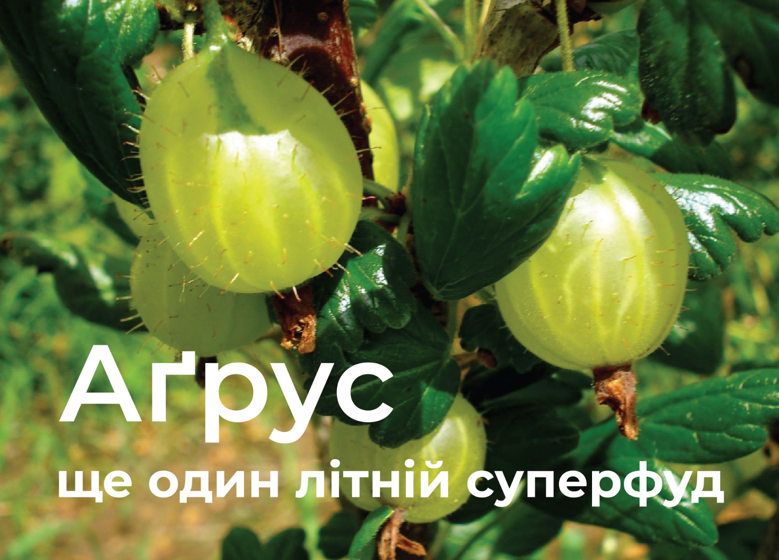 На зображенні ягоди аґрусу, які ростуть на кущі у нижній частині підпис: Аґрус ще один літній суперфуд